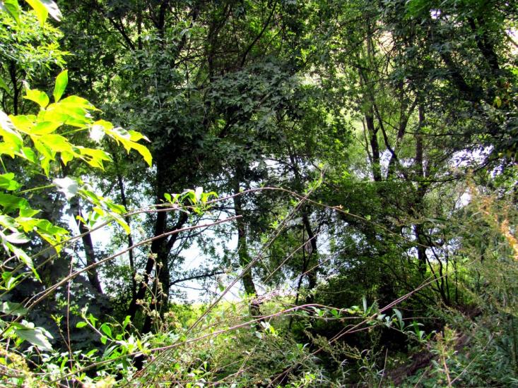 Степань з panoramio.com - Степань