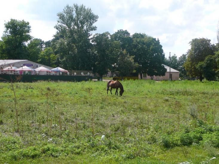 Дачне з panoramio.com - Дачне