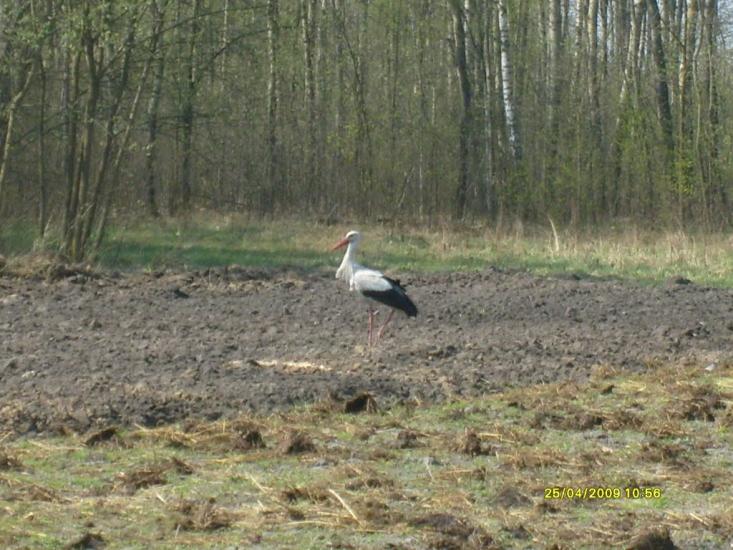 Зелениця з panoramio.com - Зелениця