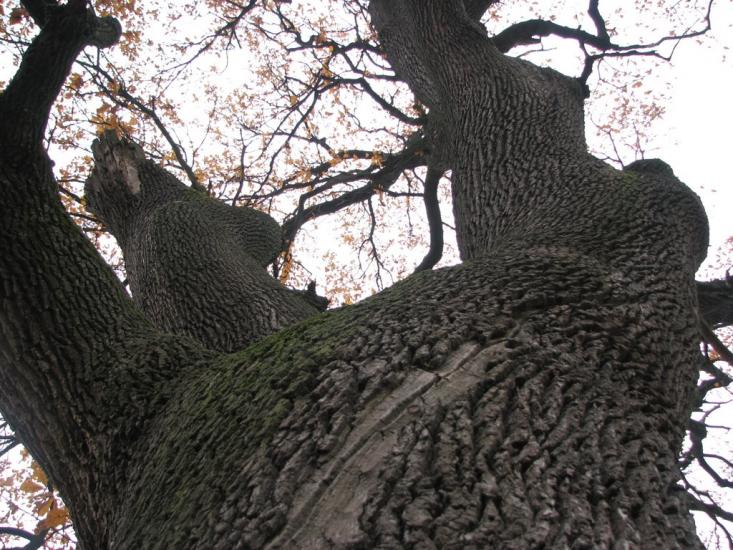 Богданівка з panoramio.com - Богданівка