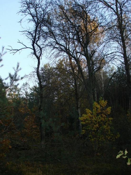 Хрипськ з panoramio.com - Хрипск