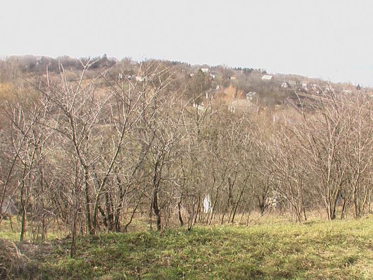 Горошків з panoramio.com - Горошков