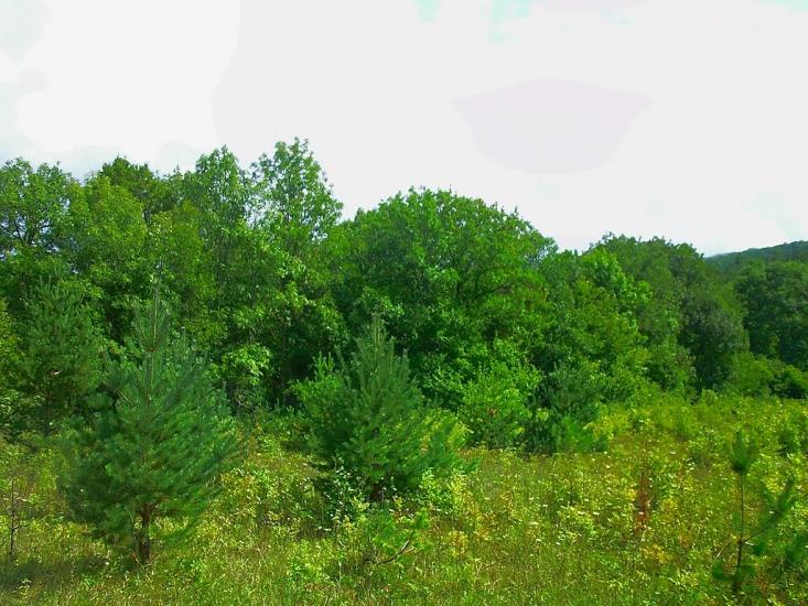 Щасливе з panoramio.com - Schaslyve