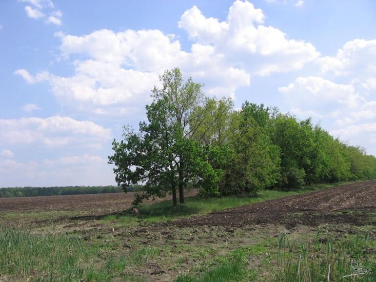 Кавуни з panoramio.com - Кавуны