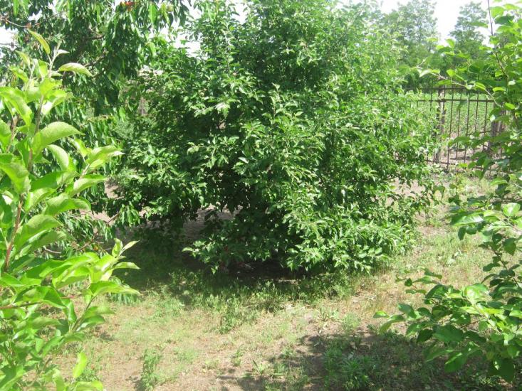 Солгутове з panoramio.com - Солгутово