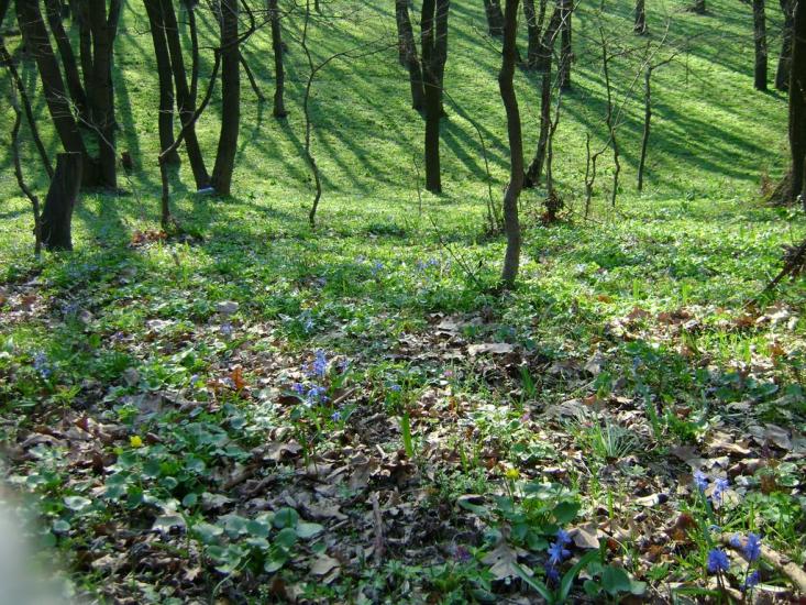 Олександрівське з panoramio.com - Олександрівське
