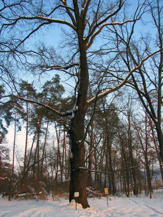 Волиця з panoramio.com - Волица
