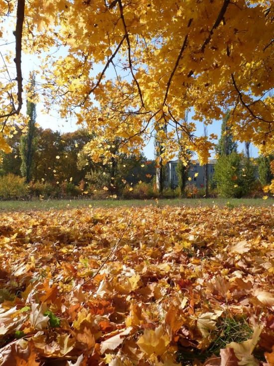 Ольгинка з panoramio.com - Olgynka