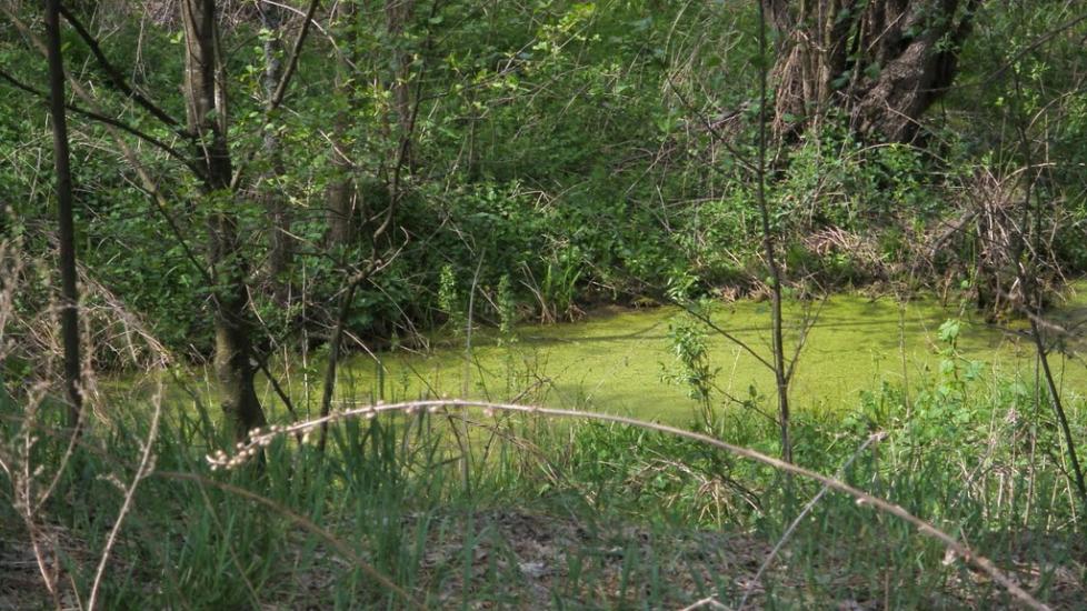 Машеве з panoramio.com - Машево