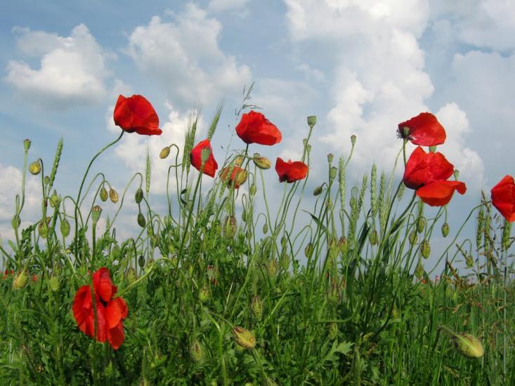 Новосілки з panoramio.com - Новоселки