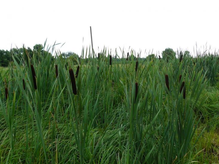 Приютівка з panoramio.com - Приютівка