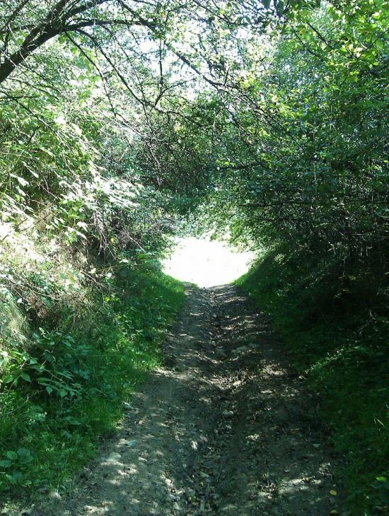 Лопушанка-Хомина з panoramio.com - Лопушанка-Хомина