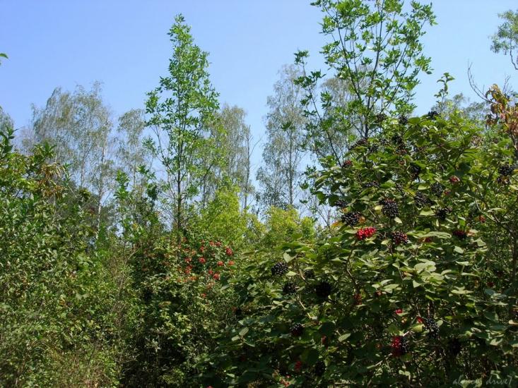 Червоні Поди з panoramio.com - Червоні Поди