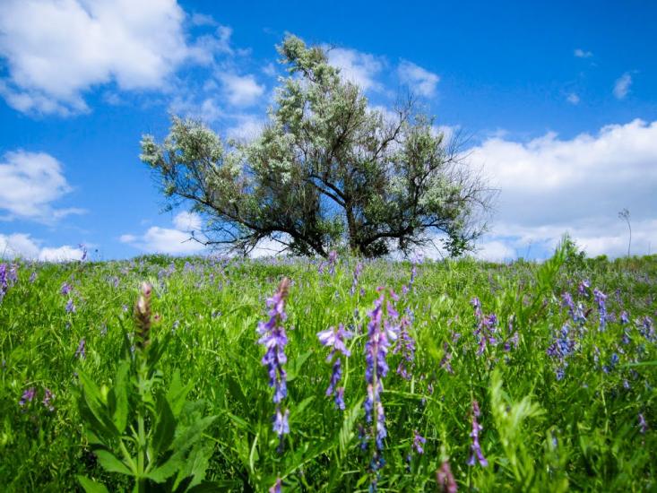 Кулиничі з panoramio.com - Кулиничі