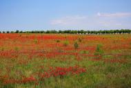 Углове з panoramio.com