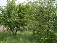 Новаки з panoramio.com