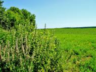 Козацьке з panoramio.com