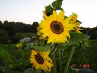 Чернихівці з panoramio.com