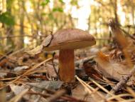 Три Копці з panoramio.com