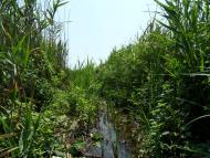 Литовка з panoramio.com