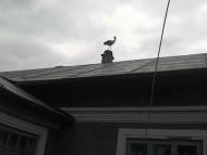 Перепельники з panoramio.com