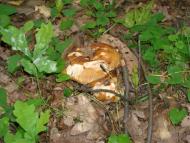 Маціорськ з panoramio.com