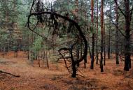 Пологи-Низ з panoramio.com