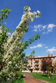 Узин з panoramio.com