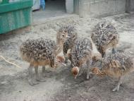 Ямпіль з panoramio.com