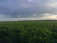 Олімпіадівка з panoramio.com