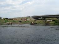 Сорочине з panoramio.com