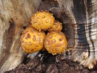 Крушинка з panoramio.com