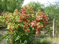 Пилиповичі - Останні фото