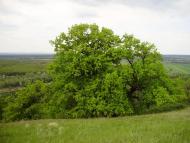 Кружилівка з panoramio.com