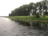 Комар з panoramio.com