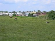 Білозір'я з panoramio.com