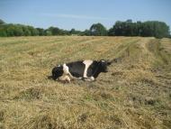 Щурівчики - Останні фото