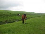 Черепашинці з panoramio.com