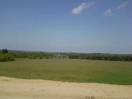 Береза - Останні фото