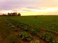 Стара Гута з panoramio.com