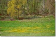 Шпичинці з panoramio.com