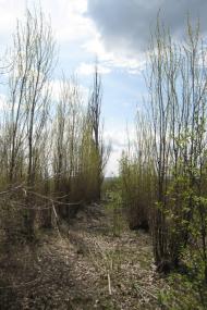 Петрівка з panoramio.com
