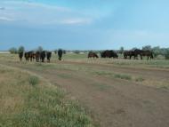 Стара Некрасівка з panoramio.com