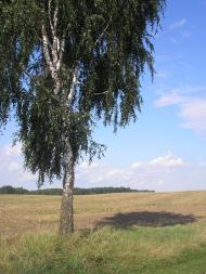 Княже з panoramio.com