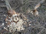 Меленці з panoramio.com