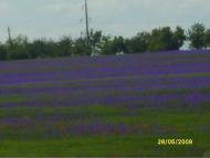 Дибровское - Последние фото