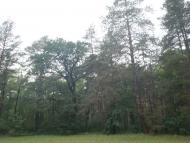 Студенок з panoramio.com