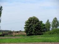 Сокіл з panoramio.com