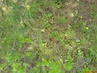 Борівське з panoramio.com