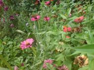 Новосілки з panoramio.com